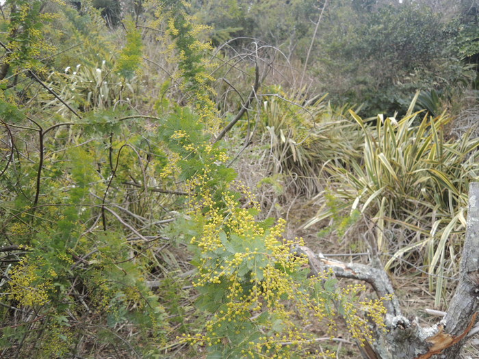 f0055142_1611852.jpg