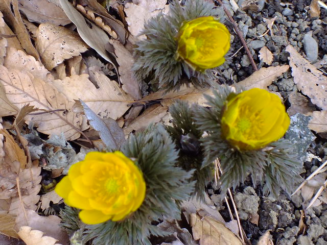 e0145782_11028100.jpg
