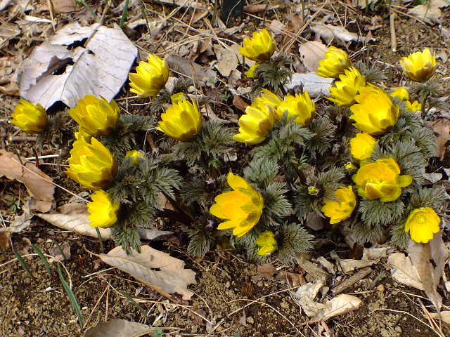 e0145782_110766.jpg