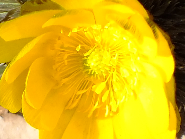 e0145782_1111621.jpg