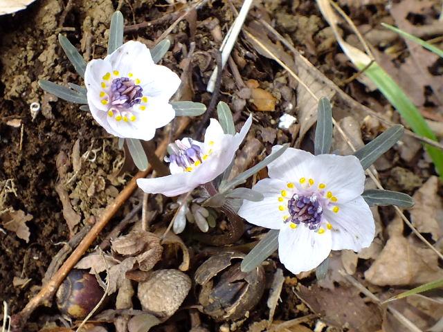 e0145782_1114693.jpg