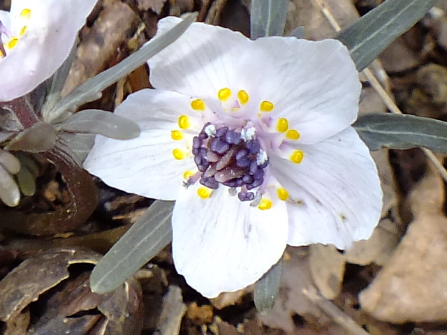 e0145782_112188.jpg