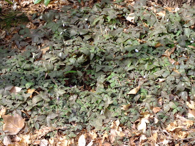 e0145782_1134354.jpg