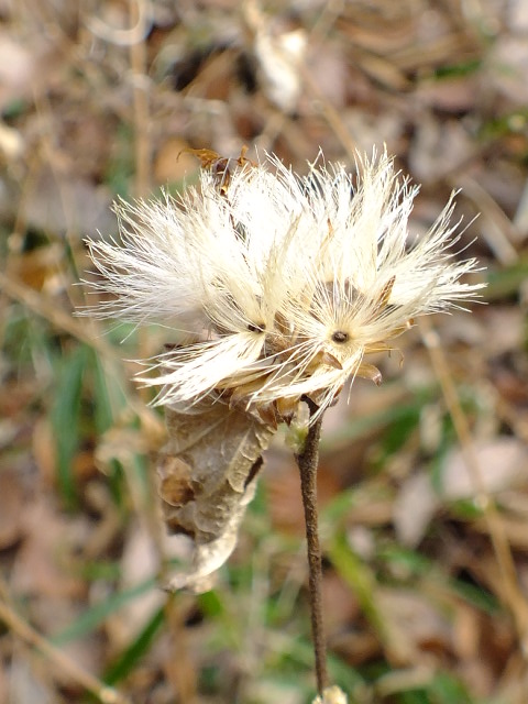 e0145782_1154146.jpg