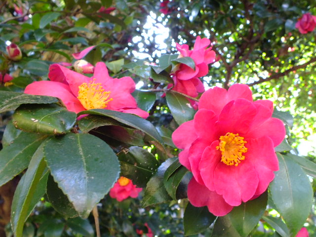 e0145782_8263891.jpg