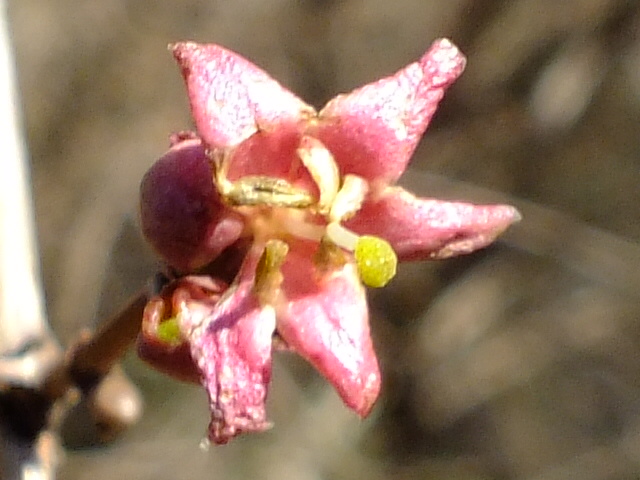 e0145782_8271551.jpg