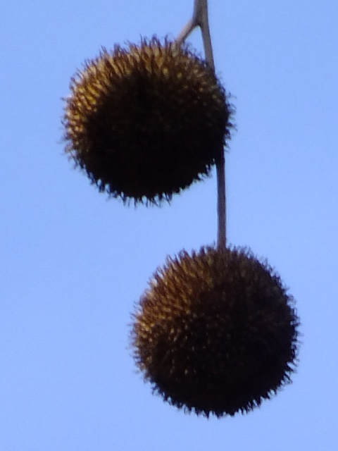 e0145782_8312724.jpg