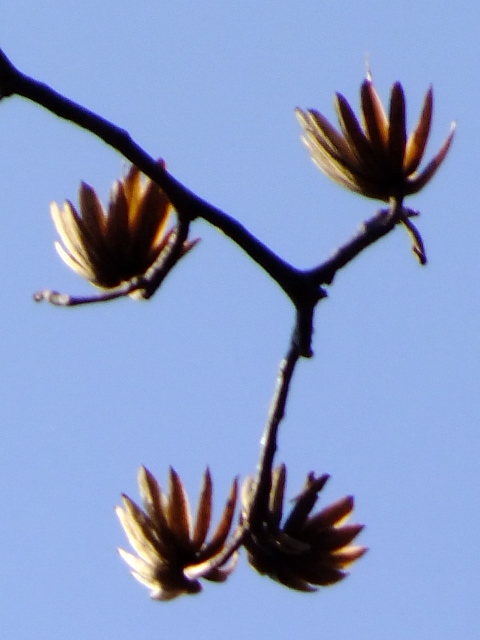 e0145782_8315928.jpg