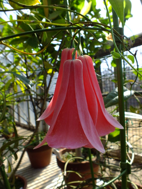 e0145782_8342771.jpg