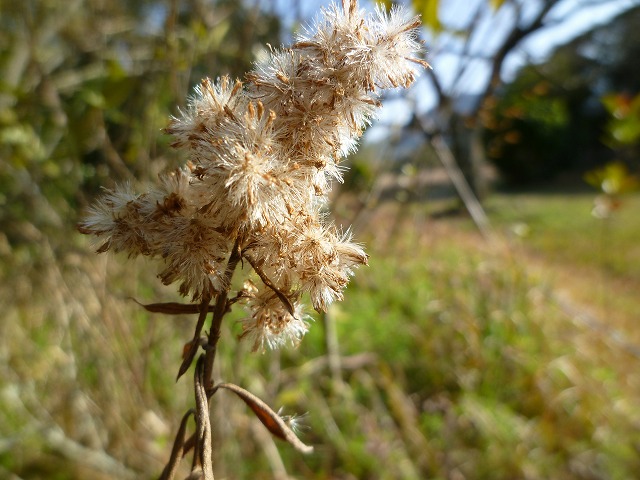 d0037110_20455433.jpg
