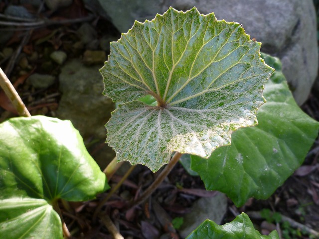 d0037110_2046269.jpg