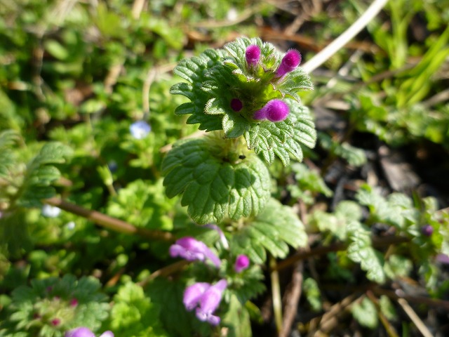d0037110_20471765.jpg