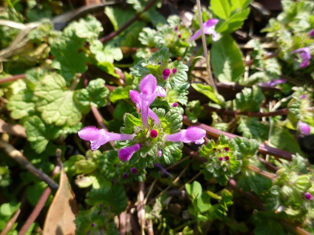 d0037110_20483329.jpg