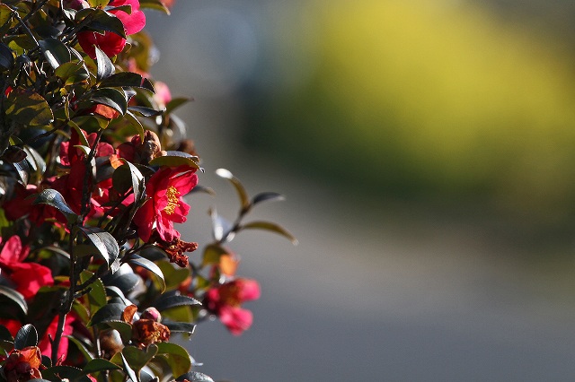 a0242438_192476.jpg