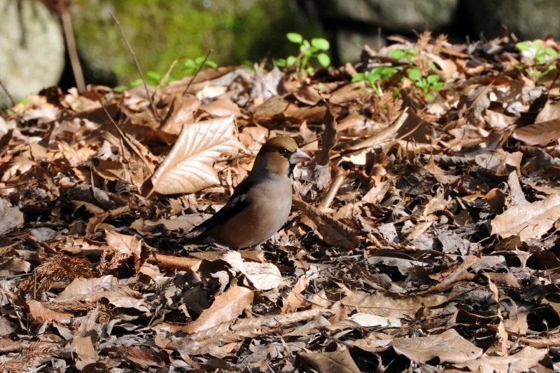 b0190445_20201657.jpg