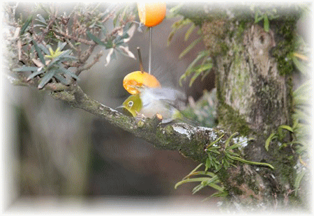 f0003174_1414188.gif