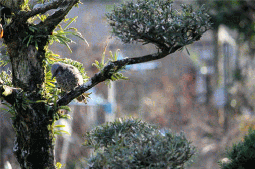 f0003174_14145193.gif