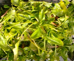 c0151898_13302310.jpg