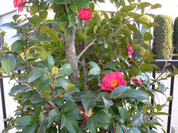 a0249215_15415969.jpg