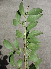 f0191517_11403425.jpg