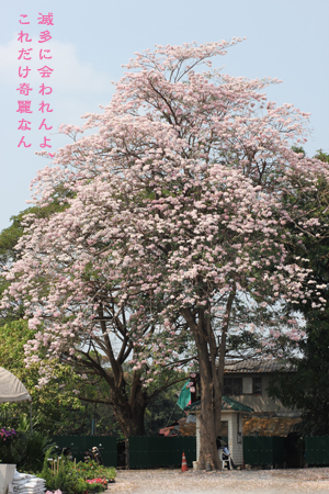 d0042827_0175353.jpg