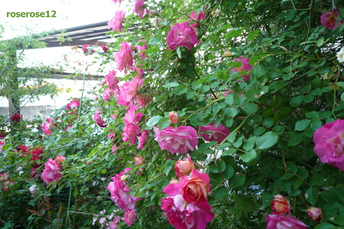 a0249051_19242462.jpg