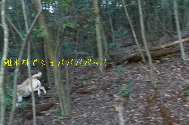 f0177261_1451930.jpg