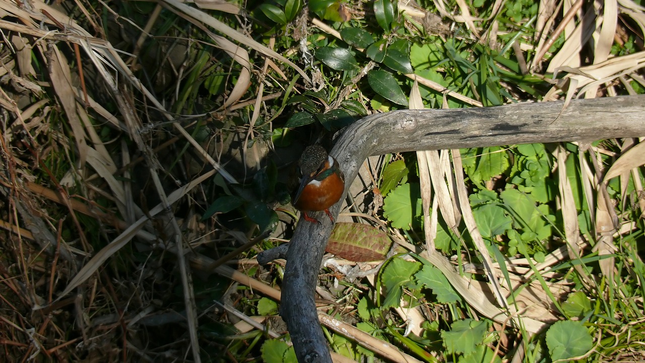 a0185081_2054454.jpg