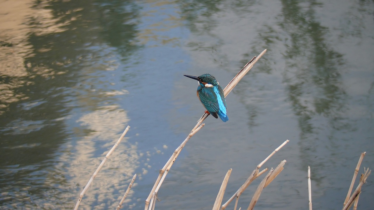 a0185081_2072540.jpg