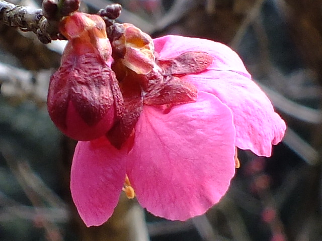e0145782_17503781.jpg