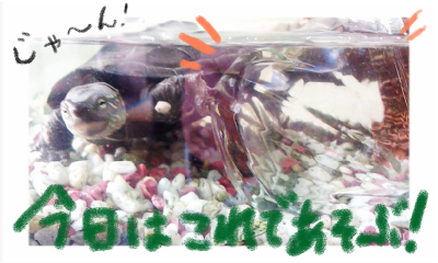 a0205596_21552254.png