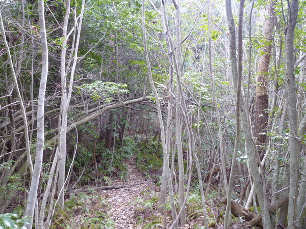 d0170615_1542051.jpg