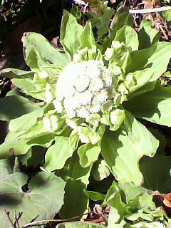 f0036223_16155166.jpg