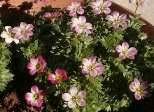 e0276850_12262298.jpg