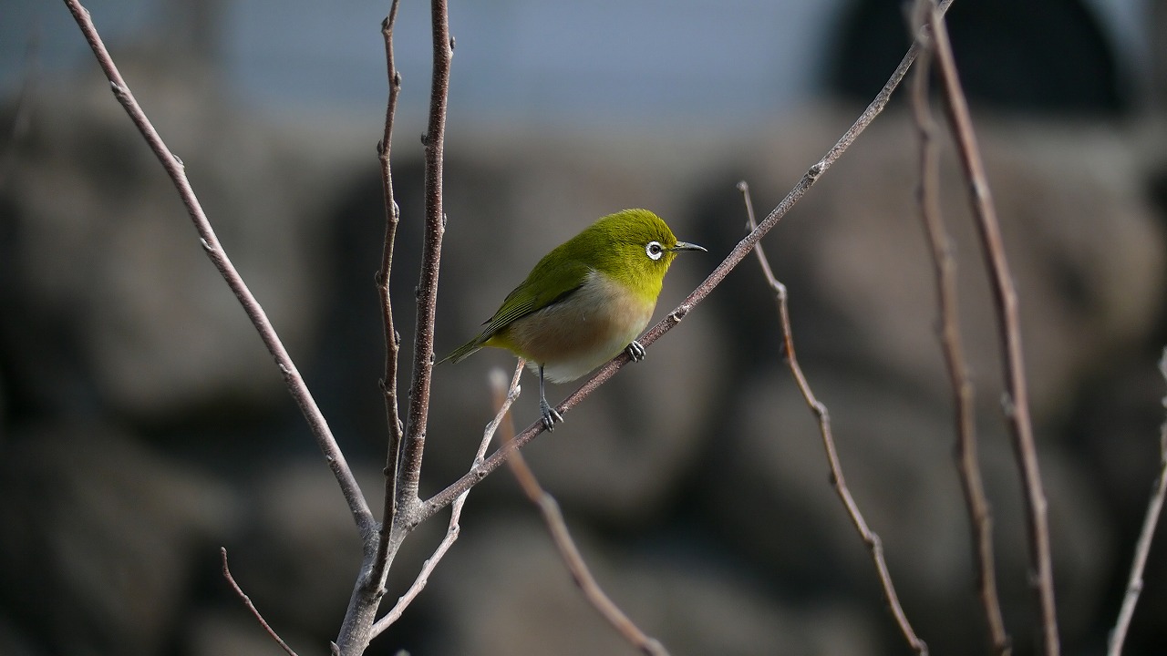 a0185081_14425286.jpg