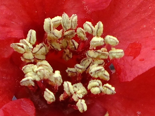 e0145782_20315824.jpg