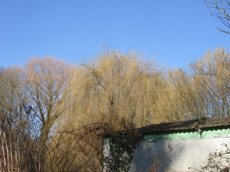 a0247585_5255785.jpg