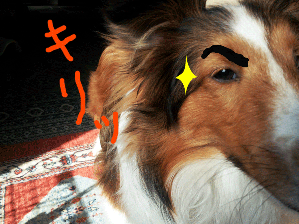 b0066826_10381436.gif