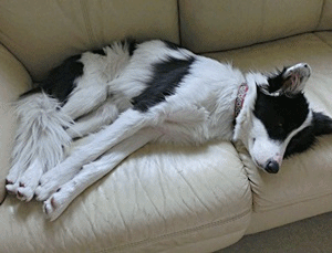 b0279527_2301717.gif