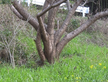 f0003283_5545350.jpg