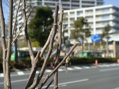 a0167803_20411362.jpg