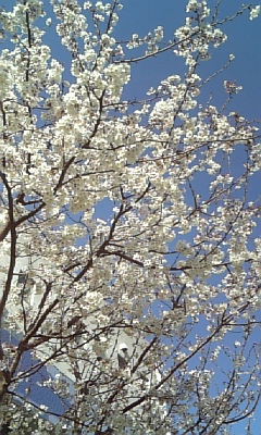 c0117621_0104715.jpg