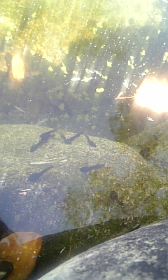c0117621_0104797.jpg