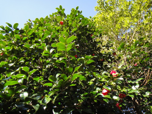 c0179351_923455.jpg