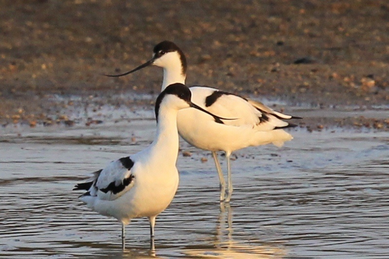 c0136654_221789.jpg