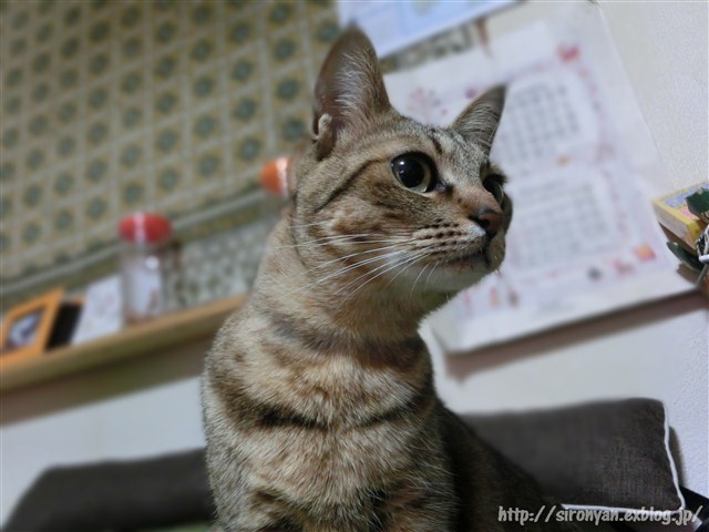 a0159490_1117159.jpg