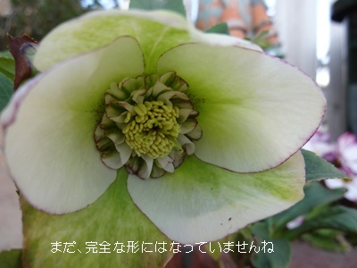 a0067720_20263035.jpg