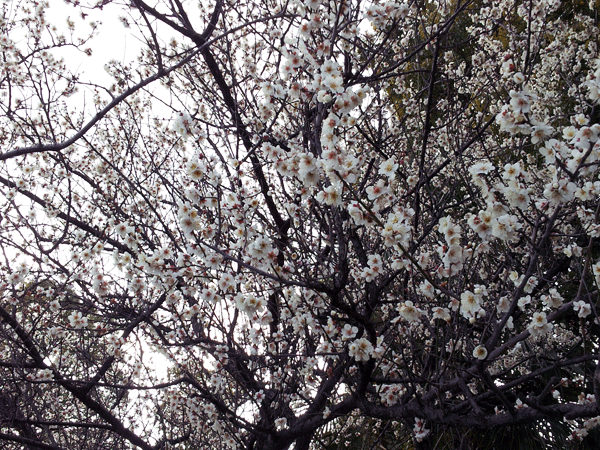 b0066826_21394592.gif