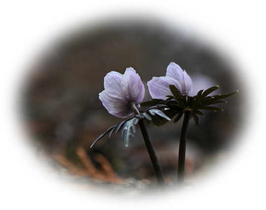 d0029829_431295.png