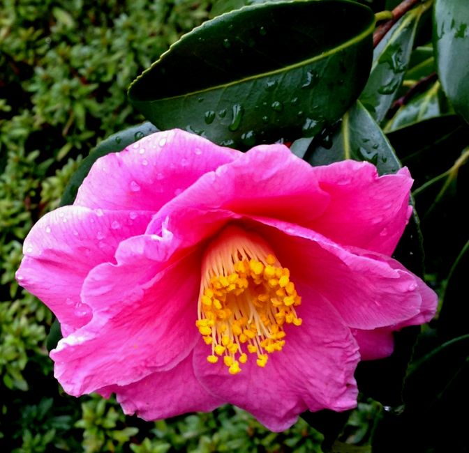 e0149934_20491782.jpg